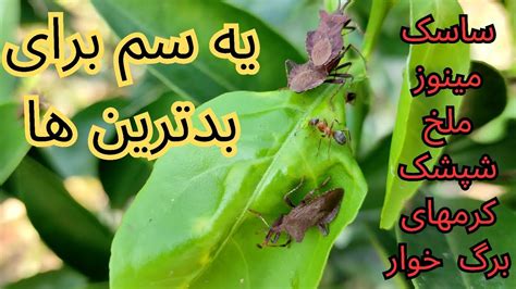 سمپاشی درخت مرکبات/یک سم برای تمام سال و برای طیف وسیعی از حشرات و ...