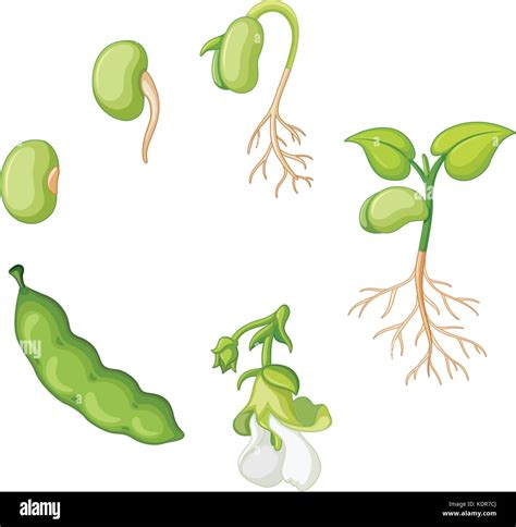 Pea plant life cycle Stock Vector Images - Alamy