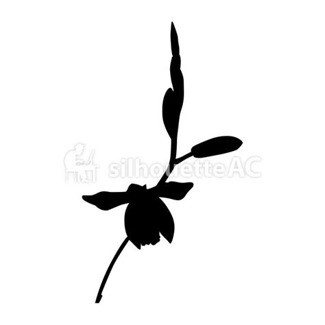 Lily Flower Silhouette at GetDrawings | Free download