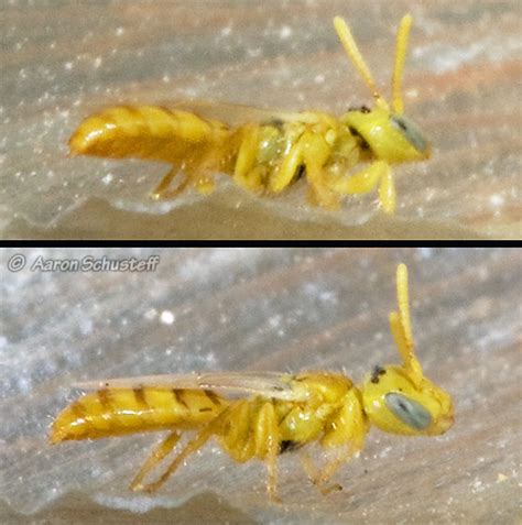 Small Yellow Bee? - Perdita bicuspidariae - BugGuide.Net