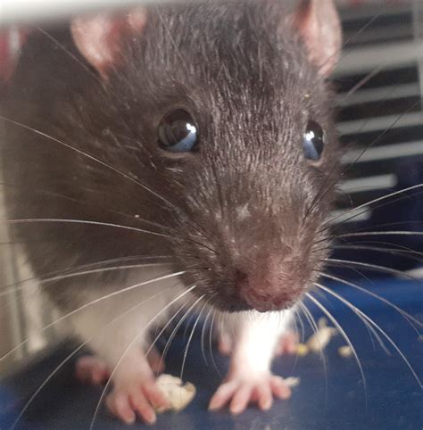 he got some weird eyes : r/RATS