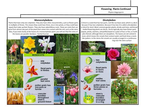 Classification Of Plants - Plants BB