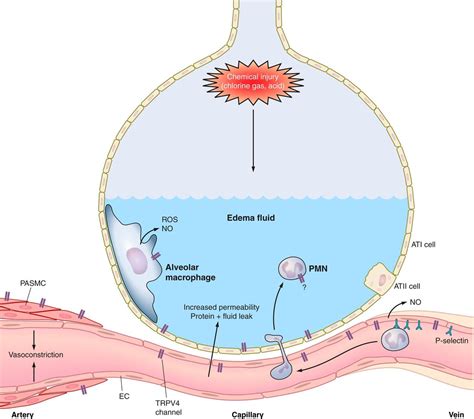 TRPV4: an exciting new target to promote alveolocapillary barrier function | American Journal of ...