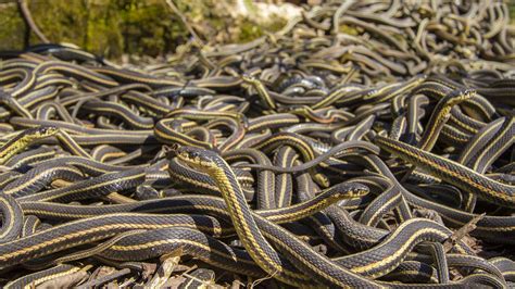 Garter snakes are surprisingly social, forming ‘friendships' with ...