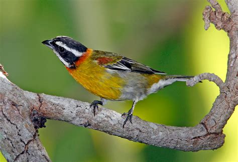 Puerto Rico Wildlife: Alfredo Colón | Puerto Rican Spindalis, Reina ...