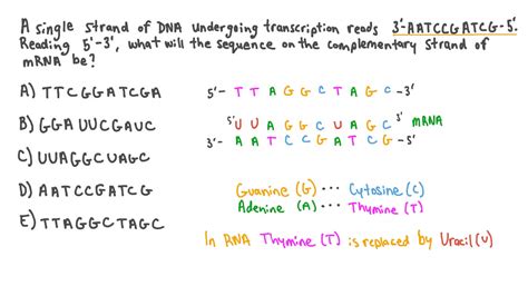 Question Video: Converting a DNA Sequence to mRNA | Nagwa