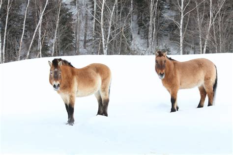 Przewalski's horse - Zoo sauvage de Saint-Félicien