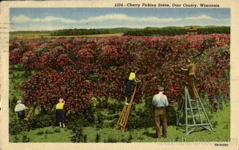 Cherry Picking Scene Door County, WI