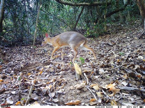 Silver-backed Chevrotain - Global Wildlife Conservation