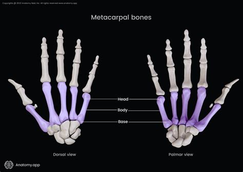 Metacarpals Anatomy