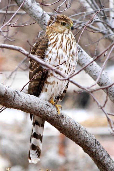 The Native North American Cooper's Hawk, a Crafty Bird of Prey | Owlcation