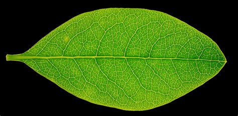 High res leaf texture by hhh316 on DeviantArt