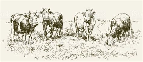 Cows grazing on meadow. Hand drawn illustration. | Stock illustration, Drawing & illustration ...