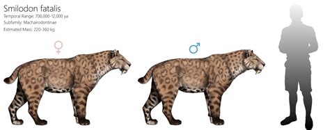 The saber-toothed cat: the most memorable extinct megafauna