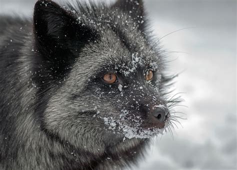 The Rare Beauty Of Black Foxes (45 Pics) | Bored Panda