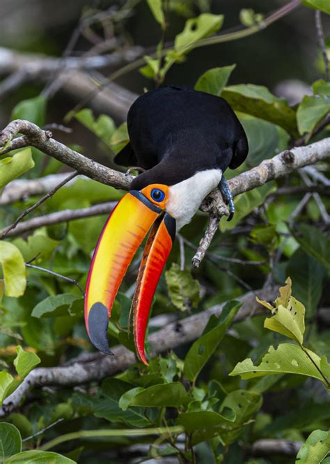 Toco Toucan @ Michael Despines Photography