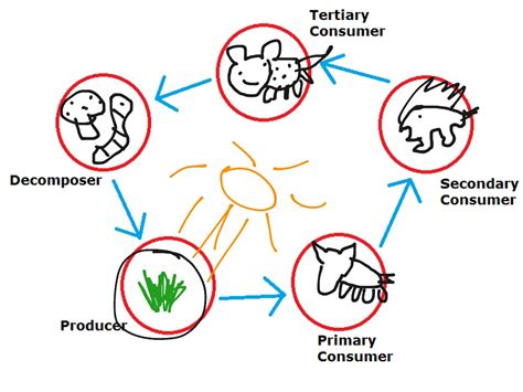 Grassland Food Web