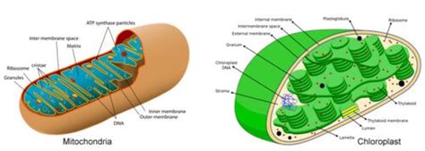 Difference Between Mitochondria and Chloroplast - Biology Educare