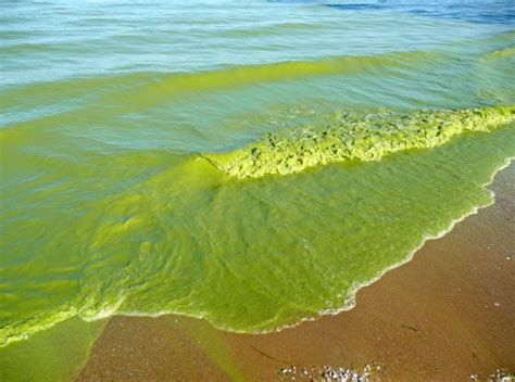 MDEQ Closes 9 Beaches on Mississippi Coast Due to Harmful Algal Bloom - HottyToddy.com