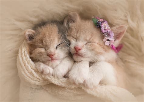 Adorable Sleeping Kittens - HD Wallpaper