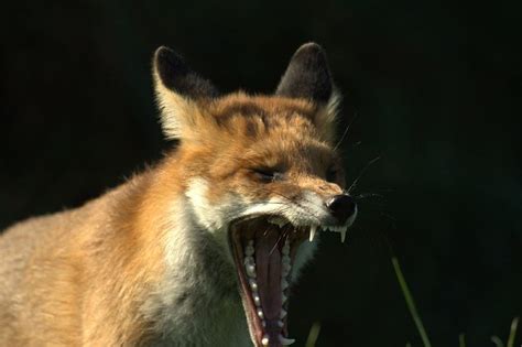 Fox teeth | Photo taken on 5th October 2007 at a 'Photograph… | Flickr