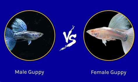 Difference Between Female And Male Guppy Fish