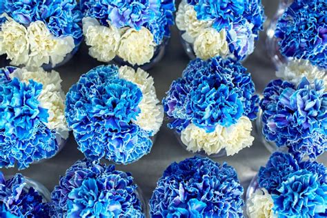 White and Blue Carnations. Background of Flowers. Flowers, Beauty. Stock Photo - Image of flax ...