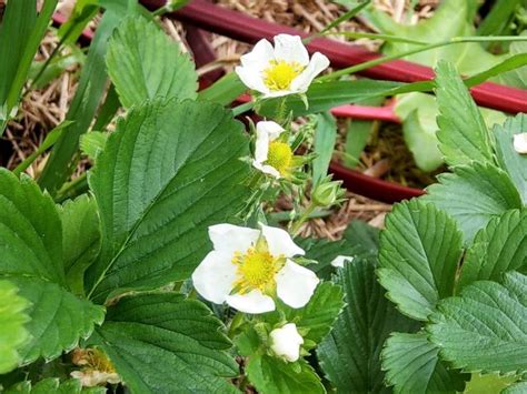 Strawberry Plant Flowers But No Fruit: Causes And Solutions