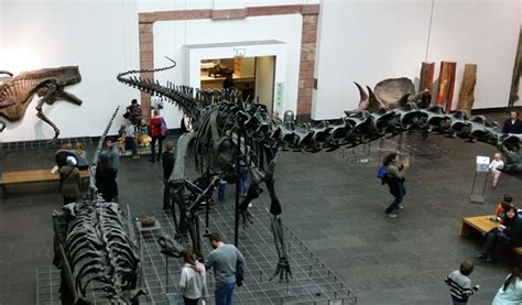 Sauroposeidon The Tallest Known Dinosaur