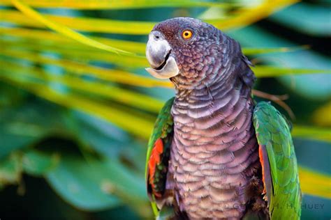 Search for the national bird of Dominica on the Syndicate Nature Trail ...