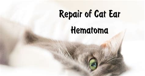 Repair Of Cat Ear Hematoma - I Love Veterinary