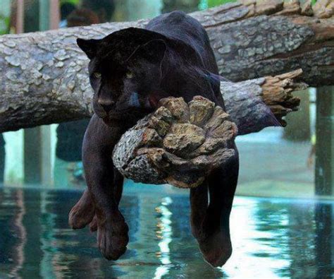 Black Panther - Animals & Pets Images & Photos