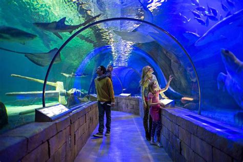 Mall of America Experience & Gift Basket - Aquarium, Mini-Golf, Ropes Course & More!