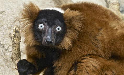 Red-ruffed lemur | Smithsonian's National Zoo