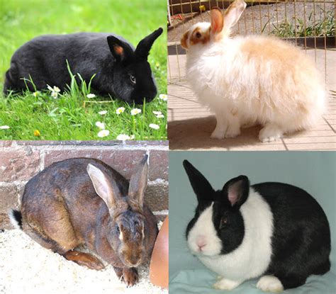 Rabbit Breeds: List Of Some Common Breeds