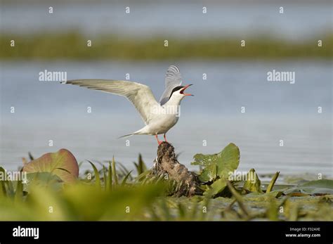 Common Tern (Sterna hirundo) adult, breeding plumage, calling, with wings raised, standing on ...