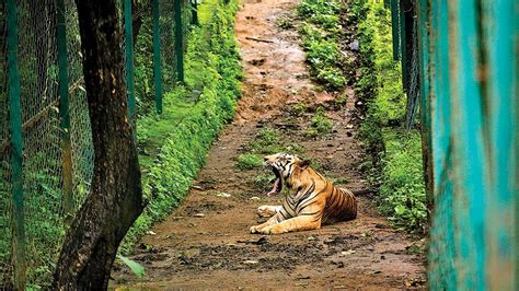 Forest department to change tiger landscape in Maharashtra