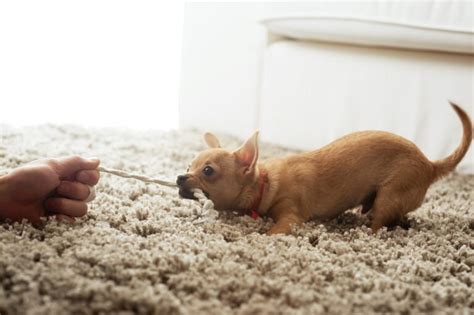 How To Best Train and Play With Chihuahuas | Did You Know Pets