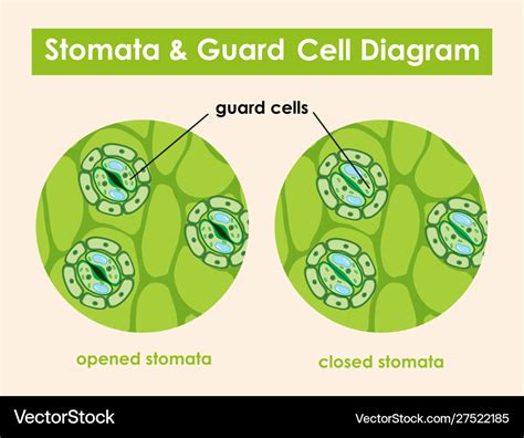 Diagram showing stomata and guard cell Royalty Free Vector