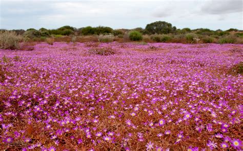 Wildflowers of Western Australia - Australian Geographic