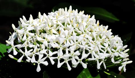 Ixora 'White Malay' - Gardenwize Nursery