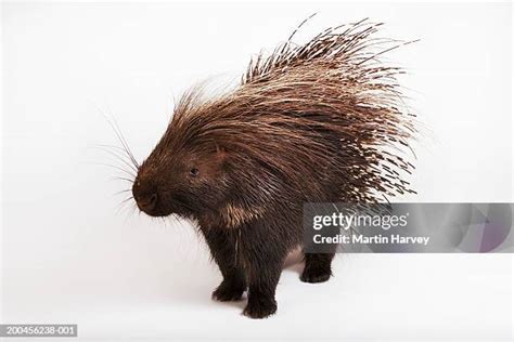 635 Porcupine Quills Stock Photos, High-Res Pictures, and Images - Getty Images