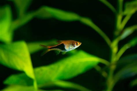 Harlequin Rasbora Care: Size, Tank Mates, Breeding & More