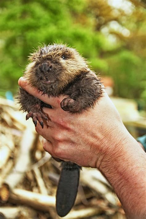 Wildwood Trust: Wildwood's new baby beaver is first in line for Welsh reintroduction