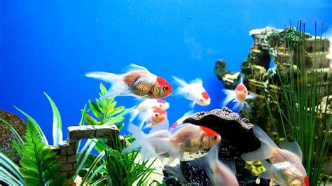 Live Fish Wallpapers - Top Những Hình Ảnh Đẹp