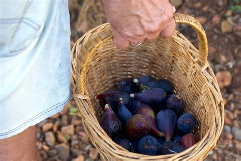 Growing Edible Fig Trees: Variety Selection and Care Tips - MyGardenLife