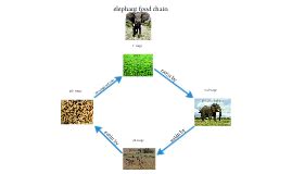 elephant food chain by jacob gardner on Prezi