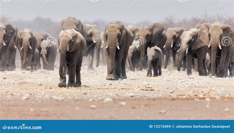 Elephant herd stock photo. Image of loxodonta, african - 12215494