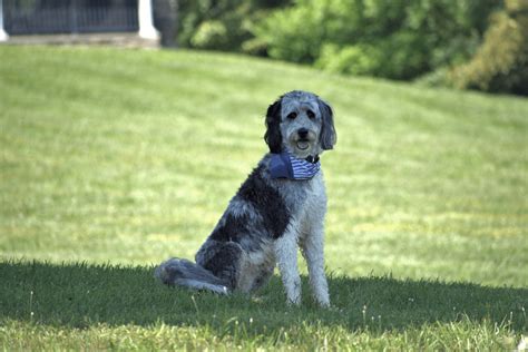 Aussiedoodle Colors - The Art Of Doodles