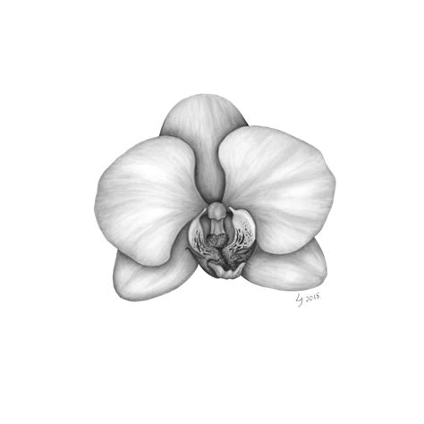 Update 75+ orchid sketch latest - seven.edu.vn